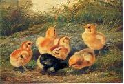 unknow artist chickens 196 oil painting reproduction